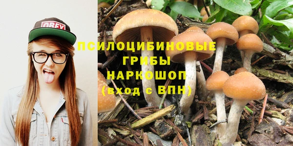 прущие грибы Абаза